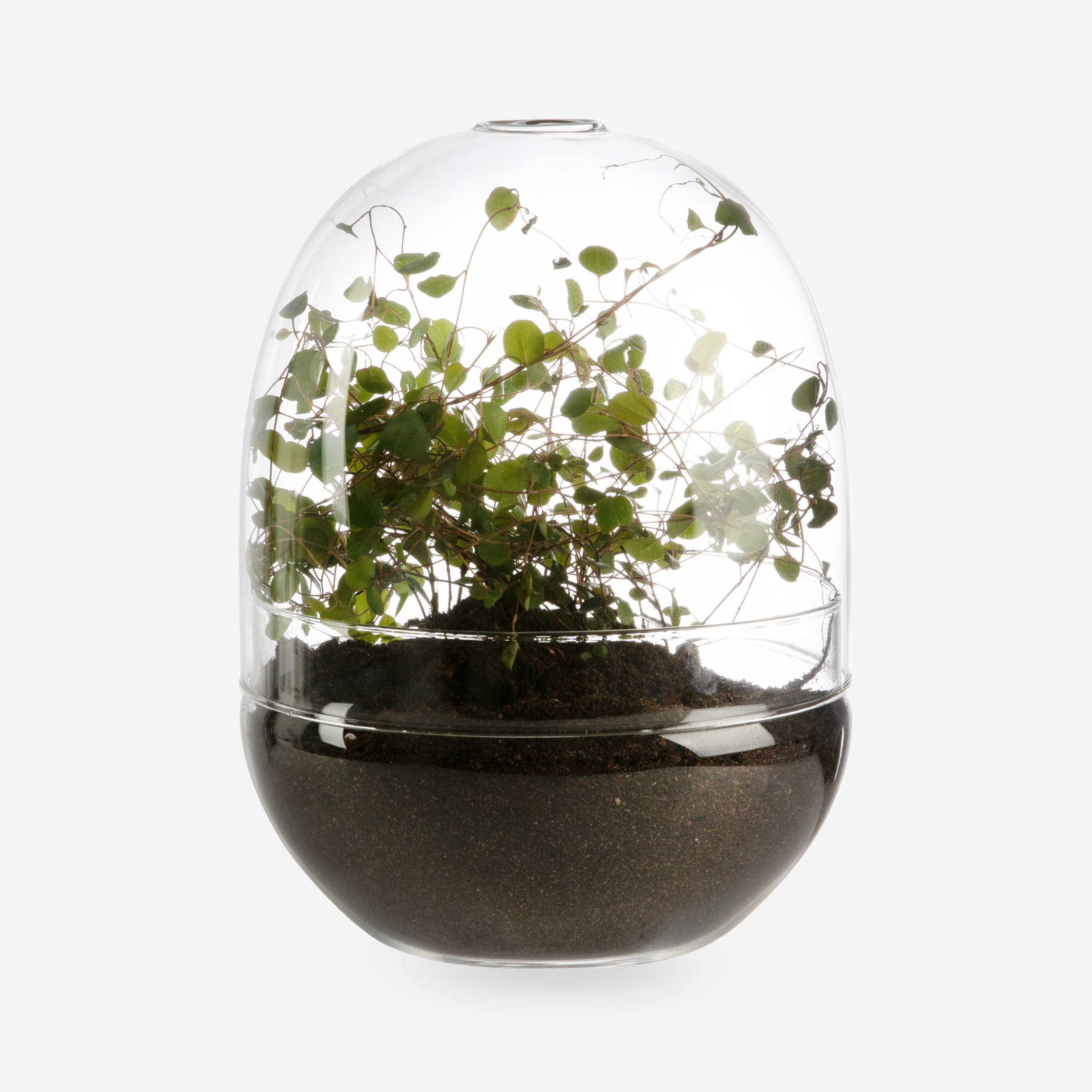 Odlingskupa Glas Stor